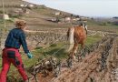 Du labour, des chevaux et du Brouilly